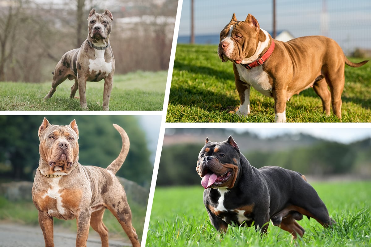 The Top XL American Bully Breeders in the World Right Now