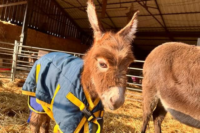 Moon the baby mini-donkey was reunited with its mum and owners (Image: SWNS)