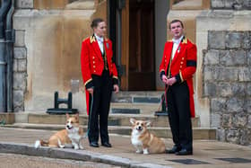 Corgis have become a royal symbol following the Queen's love (Pic:Getty)