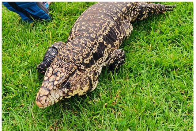 Owner of Pet Encounter Cumbria Siobhan Harkness said the “big lizard” escaped within 20 minutes of being unattended. (Photo: Pet Encounter Cumbria) 