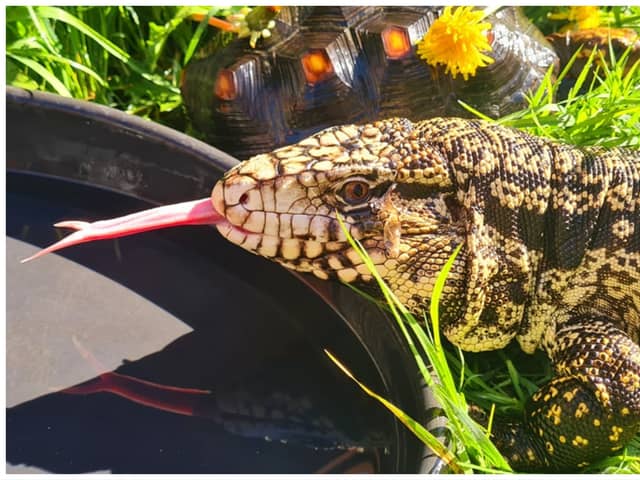 Warning as 4ft lizard that can ‘run like a T Rex’ on the loose. (Photo: Pet Encounter Cumbria) 