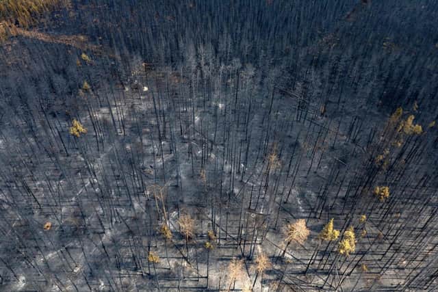 A burnt landscape caused by wildfires in Alberta Canada - Credit: Getty