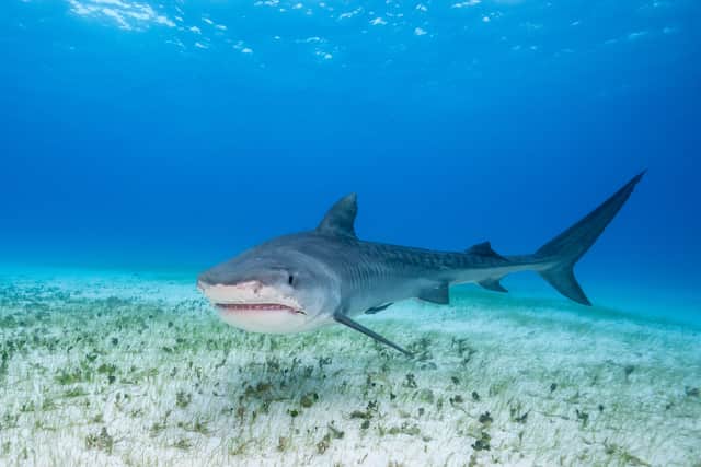 Adult tiger sharks are more than 10 fett long and weigh over half a ton