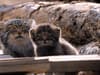 Watch: Super cute moment rare Pallas cats spotted chilling in sunshine