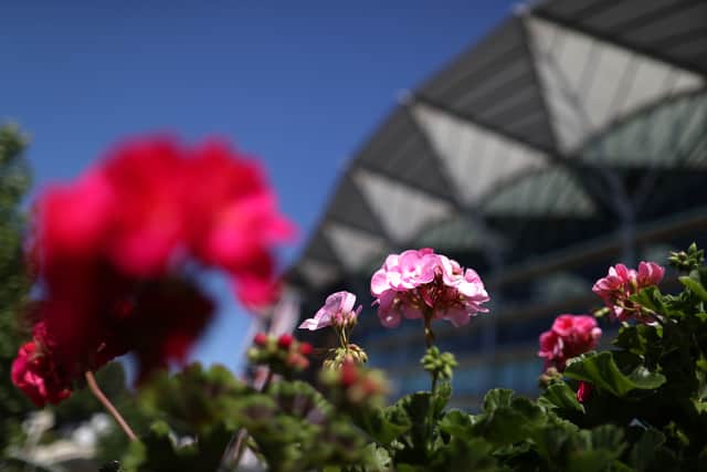 Pollen levels for Royal Ascot are very high this week (Image: Getty Images)
