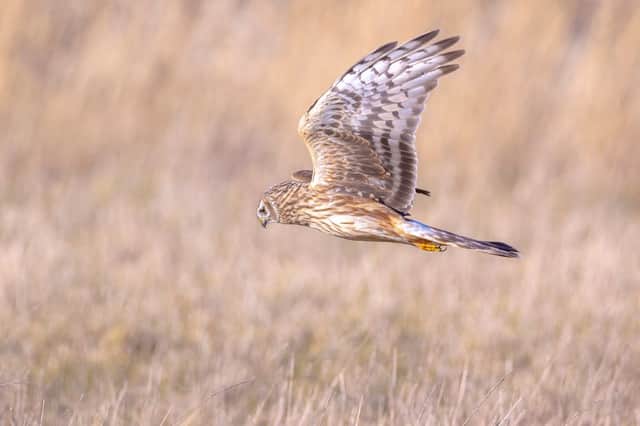 All three hen harrier incidents have been reported to the police and the National Wildlife Crime Unit, the RSPB says (Getty Images)