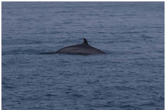 ‘Majestic’ whale spotted off UK coast for first time in 10 years. (Photo: Sea Watch Foundation) 