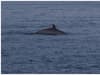 ‘Majestic’ minke whale spotted off coast of Cardigan Bay for first time in 10 years