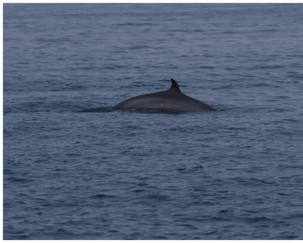 ‘Majestic’ whale spotted off UK coast for first time in 10 years. (Photo: Sea Watch Foundation) 