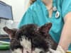 Poorly cat hospitalised after being found in ‘horrendous’ condition in Yorkshire - RSPCA appeal for info