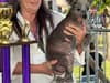 Meet Scooter - the bald, Chinese crested pup with unique deformity named ‘World’s Ugliest Dog’ 2023