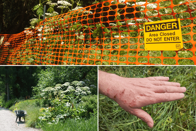 Giant hogweed is dangerous and can cause burns - Credit: Adobe
