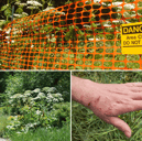 Giant hogweed is dangerous and can cause burns - Credit: Adobe