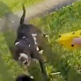 Body cam footage of police officers being attacked by a dangerous dog during a police incident. Picture: South Yorkshire Police / SWNS