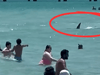 Watch: Shark caught on camera swimming among beachgoers