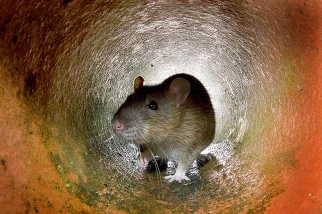 Rats also made the list of non-native invasive species causing huge losses to the UK economy (Photo: AFP via Getty Images)