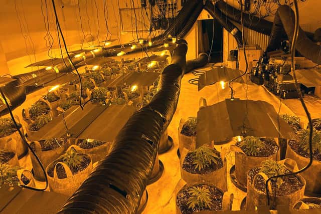 200,000 cannabis plants were seized by police (Photo: National Police Chiefs’ Council /PA Wire)