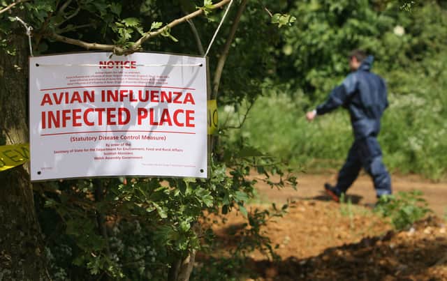 A bird flu outbreak has been confirmed in Cumbria after the disease was detected near Bootle. (Credit: Getty Images)