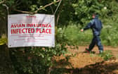 The first human case of the H5N2 bird flu has died. (Credit: Getty Images)