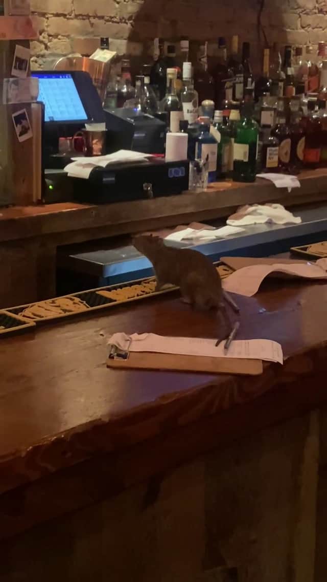 The large rat is running along the bar. Picture: Collab / SWNS
