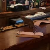 The large rat is running along the bar. Picture: Collab / SWNS