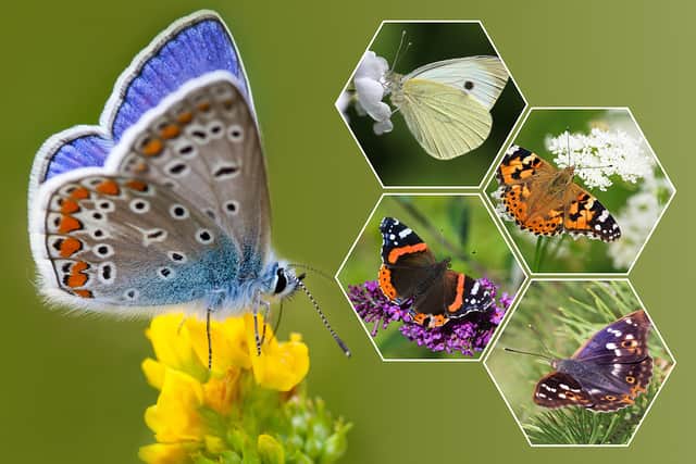 Some of the butterflies Brits might spot in this year's Big Butterfly Count (clockwise from left); the common blue, large white, painted lady, purple emperor and red admiral (NationalWorld/Adobe Stock)