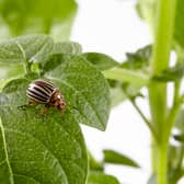 An invasive Colorado potato beetle has been found in Hampshire (Photo: Fera Science/Supplied)