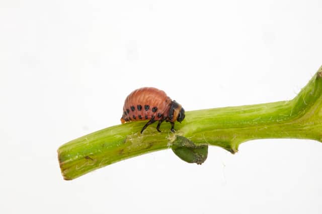 A Colorado potato beetle larva (Photo: Fera Science/Supplied)