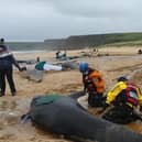 A pod of more than 50 pilot whales have died following a mass stranding on Traigh Mhor in North Tolsta, on the Isle of Lewis, Scotland. (Photo: Mairi Robertson-Carrey/Cristina McAvoy/BDMLR/PA Wire) 