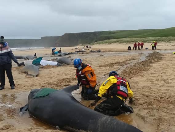 A pod of more than 50 pilot whales have died following a mass stranding on Traigh Mhor in North Tolsta, on the Isle of Lewis, Scotland. (Photo: Mairi Robertson-Carrey/Cristina McAvoy/BDMLR/PA Wire) 