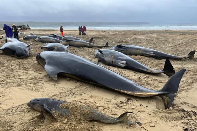 One of the stranded whales appeared to have just given birth (Photo: Mairi Robertson-Carrey/Cristina McAvoy/BDMLR/PA Wire)