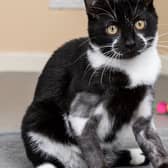 A four-month-old kitten is believed to have been thrown out with household rubbish with his legs ‘deliberately broken’.