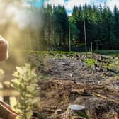 The Environmental Audit Committee says it welcomes the government’s tree-planting targets but it is “very unlikely” it will meet them (Image: NationalWorld/Adobe Stock)