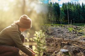 The Environmental Audit Committee says it welcomes the government’s tree-planting targets but it is “very unlikely” it will meet them (Image: NationalWorld/Adobe Stock)