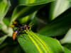Asian hornets: Beekeepers and public warned as sighting confirmed in UK - what are they & how to spot
