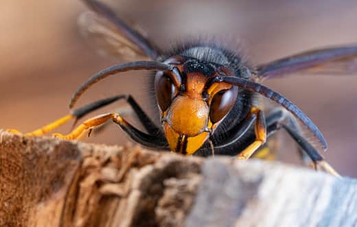 Asian hornet (Vespa velutina), also known as the yellow-legged hornet or Asian predatory wasp, is a species of hornet indigenous to Southeast Asia. 