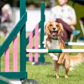 The Kennel Club’s International Agility Festival will take place next month