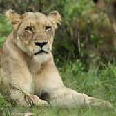 Stock Image: A lioness waits in the grass in the Kruger National Park in Malelane, South Africa. Credit: Warren Little/Getty Images
