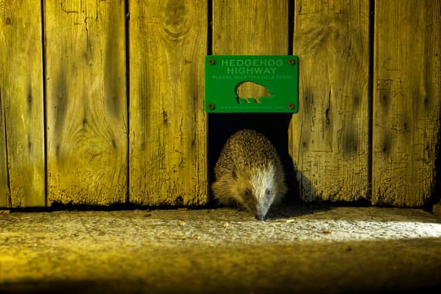 A hedgehog going through a Hedgehog Highway (Photo: Christopher Morgan/Supplied)