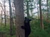 Watch: Drone sends a Black Bear scampering up tree on family’s property