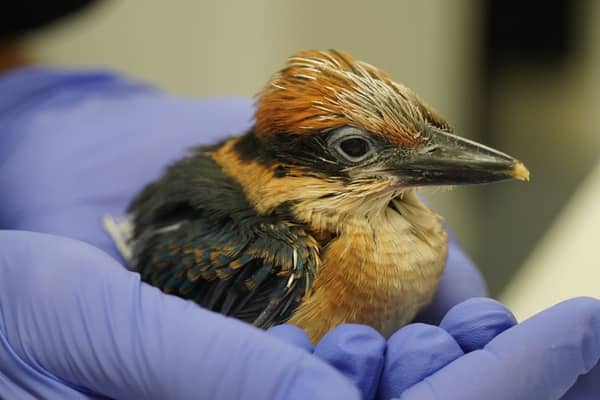Four "extremely precious" Guam kingfisher hatchlings are to be released into the wild next year with the help of a British zookeeper (Photo: Thomas Mangloña/KUAM News/PA Wire)