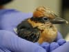 Guam kingfishers: near-extinct hatchlings to be returned to the wild - with help from a British zookeeper