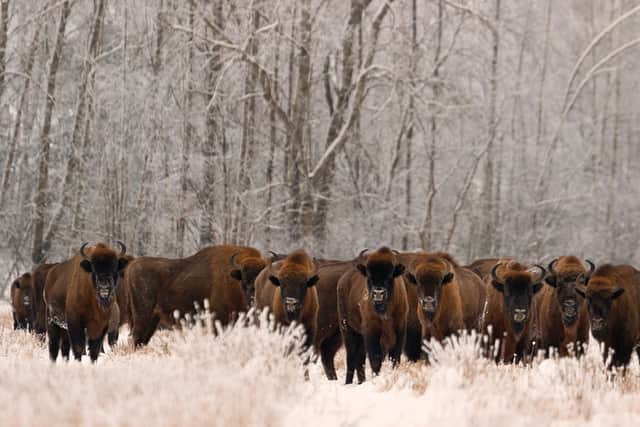Kent Wildlife Trust will receive £100,000 towards its project that has been reintroducing bison, long-horn cattle, iron-age pigs and Exmoor ponies (Photo: International Union for Conservation of Nature of European Bison/PA Wire)