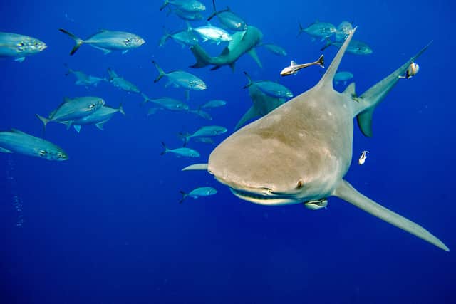 A lemon shark swims towards a group of divers during a shark dive off of Jupiter, Florida. (Photo by JOSEPH PREZIOSO/AFP via Getty Images)