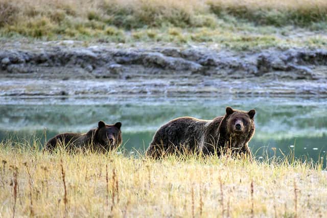 A Grizzly bear mother and her cub walk near Pelican Creek October 8, 2012 in the Yellowstone National Park in Wyoming. (KAREN BLEIER/AFP via Getty Images)