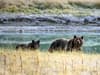 Yellowstone National Park: Woman found dead after suspected grizzly bear attack in Montana