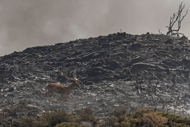 A deer runs through a burnt out area after a wildfire on the Greek island of Rhodes, during Europe's enduring heatwave (Photo by SPYROS BAKALIS/AFP via Getty Images)