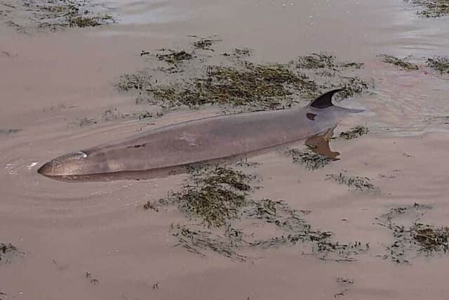 One of the two northern bottlenose whales stranded in Scotland sadly died overnight (Photo: Callum Adam)