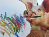 Pigcasso: Paint-loving pig makes £1 million from masterpieces after being rescued from slaughterhouse