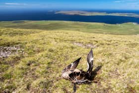 A great skua, which has died of bird flu on Sandness Hill on Mainland Shetland, looking towards Papa Stour (Photo: Ashley Cooper/RSPB)